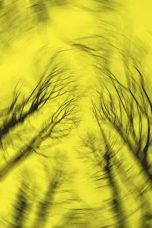 Abstract Nature Photography Drucke: Blurred silhouettes of tree branches create an abstract
