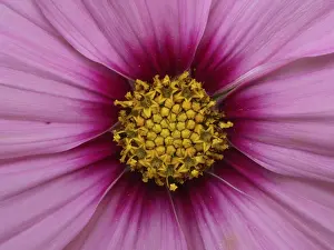Flowering Plants Outdoors Drucke: Blute einer Aster
Blte einer Aster