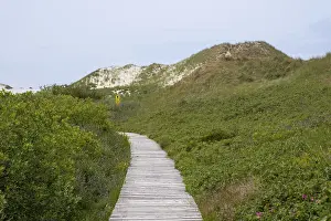 Amrum Island Drucke: Boardwalk through the dunes, Amrum