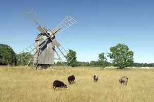 Kalmar Lan Landscape Photography Drucke: Bock windmill and sheep, grass