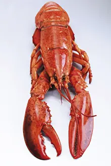 Seafood Nutrition Drucke: A whole boiled lobster