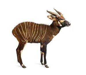 Antelope Photography Drucke: Bongo, antelope, Tragelaphus eurycerus standing against white background