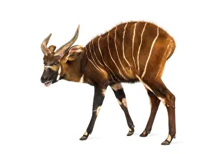 Antelope Photography Drucke: Bongo, antelope, Tragelaphus eurycerus walking against white background