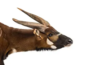Bright Background Photography Drucke: Bongo, antelope, Tragelaphus eurycerus against white background