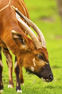 Drucke von Bongo (Tragelaphus eurycerus) auf einem Wiesen im Frühling, Portrait, in Gefangenschaft, Deutschland Bongo Drucke: Bongo (Tragelaphus eurycerus) auf einer Wiese im Frühling.