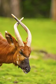 Drucke von Bongo (Tragelaphus eurycerus) auf einer Wiese im Frühjahr, Portrait, in Gefangenschaft, Deutschland Bongo Drucke: Bongo (Tragelaphus eurycerus) auf einem Wiesen im Frühling.
