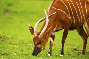 Wildlife Germany Drucke: Bongo (Tragelaphus eurycerus) on a meadow in spring