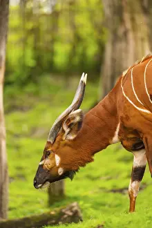 Drucke von Bongo (Tragelaphus eurycerus) auf einem Wiesen im Frühling, Portrait, in Gefangenschaft, Deutschland Bongo Drucke: Bongo (Tragelaphus eurycerus) auf einem Wiesen im Frühjahr.