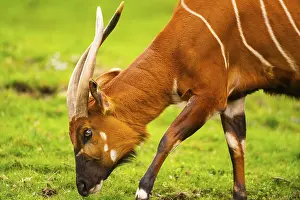 Wildlife Germany Drucke: Bongo (Tragelaphus eurycerus) on a meadow in spring