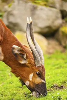 Drucke von Bongo (Tragelaphus eurycerus) auf einer Wiese im Frühjahr, Porträt, in Gefangenschaft, Deutschland Bongo Drucke: Bongo (Tragelaphus eurycerus) auf einer Wiese im Frühling.