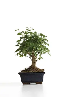 Bonsai Tree Drucke: Bonsai