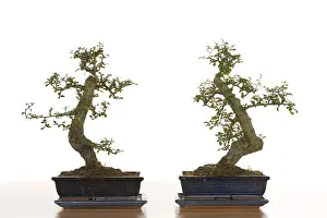 Bonsai Tree Drucke: Bonsai tree