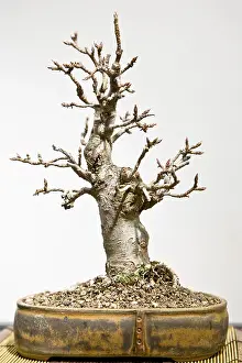 Deserted Landscape Photos Drucke: Bonsai tree