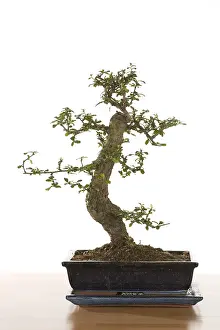 Bonsai Tree Drucke: Bonsai tree