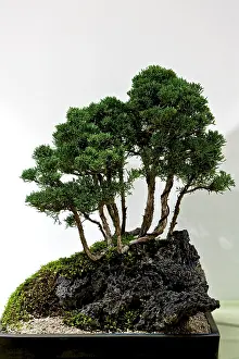 Studio Botany Drucke: Bonsai tree