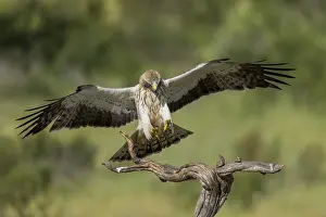 Eagle In Flight Photos Drucke: Booted eagle (Aquila pennata), approaching