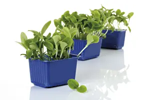 Spice Plant Drucke: Borage cress