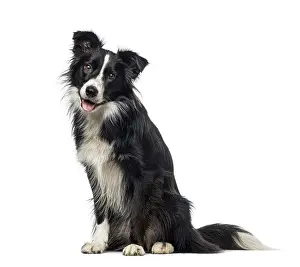 Isolated Animal Photo Drucke: Border Collie (2 years old)