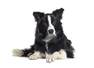 White Studio Background Animal Photography Drucke: Border collie, Lying down, isolated on white