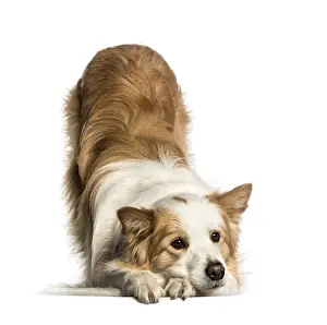 Carnivorous Mammal Drucke: Border Collie lying against white background