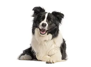 Border Collie Portrait Drucke: Border collie panting and lying down