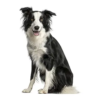 Friendly Animal Drucke: Border Collie sitting in front of a white background