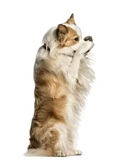 Purebred Border Collie Drucke: Border Collie against white background