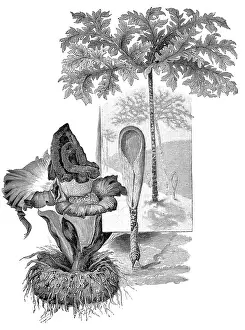 Antique Plant Illustrations Drucke: Botany, plant, dragon root, titanium root