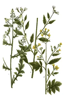 Black Background Illustration Drucke: Botany, plants, a. sinapi agreste, b