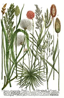 Poaceae Family Plants Drucke: Botany, plants, different grass varieties