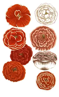 Antique Botanical Prints For Sale Drucke: Botany, plants, Papaver erraticum variations