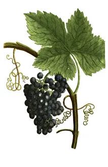 Deserted Plant Scene Drucke: Botany, plants, red grape on the stem