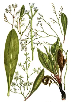 Deserted Landscapes With Plants Drucke: Botany, plants, variants of limonium