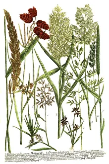 Black And White Botany Art Drucke: Botany, plants, various grasses, a