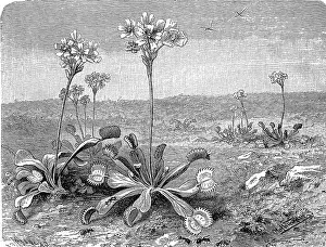 Venus Flytrap Illustration Drucke: Botany, Venus flytrap, Dionaea muscipula