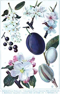 Wild Cherry Blossom Drucke: Botany, wild cherry (Prunus padus)