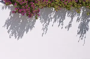 Espalier Plant Photography Drucke: Bougainvilleas casting a dramatic shadow
