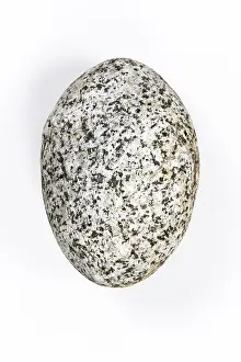 Light Colored Background Drucke: Boulder, stone, cropped, white background