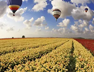 Blossoming Flowers Drucke: Boundless fields with blossoming pink
