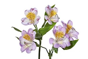 Plain Background Photo Drucke: Bouquet with flowers on a studio background