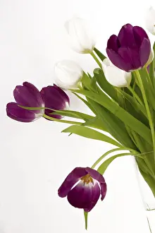 Spring Flower Arrangement Drucke: Bouquet of Tulips