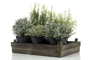 Spice Plant Studio Shot Drucke: Box with herbs
