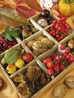 Autumn Decoration Drucke: Box with walnuts and chestnuts
