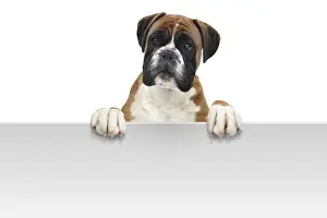 Boxer Drucke: Boxer 332