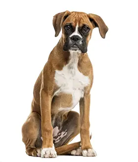 Pedigree Dog Looking At Camera Drucke: Boxer sitting in front of a white background