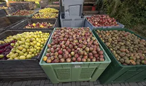 German Fruit Delivery Drucke: Boxes of fruit delivered to the yard of a cidery