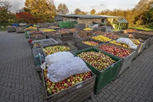 German Fruit Delivery Drucke: Boxes of fruit delivered to the yard of a cidery