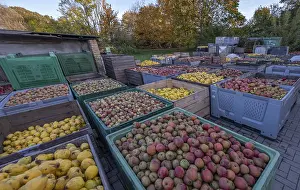 German Fruit Delivery Drucke: Boxes of fruit delivered to the yard of a cidery
