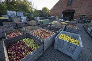 German Fruit Delivery Drucke: Boxes of fruit delivered to the yard of a cidery