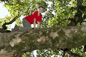 Deciduous Tree Images Drucke: Boy climbing a deciduous tree